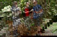 Mossman Gorge Dreamtime Walk and Low Isles Snorkeling and Sailing Cruise