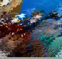 Quicksilver Dive 4 Day PADI Learn to Dive Course - Attractions Melbourne