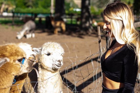 O\'Reilly\'s & Lamington National Park Incl. Alpaca Farm + Vineyard - Attractions Melbourne 1