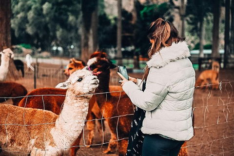 O\'Reilly\'s & Lamington National Park Incl. Alpaca Farm + Vineyard - Attractions Melbourne 4