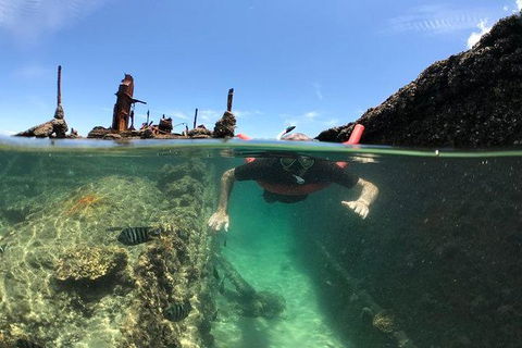 Eco Marine Safari - Boom Netting & Snorkeling Moreton Island - Fortitude Valley - Attractions Melbourne 12