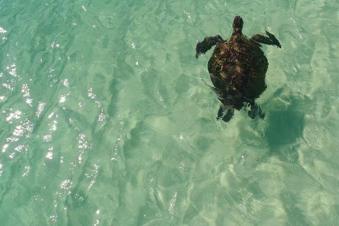 Eco Marine Safari - Boom Netting & Snorkeling Moreton Island - Fortitude Valley - Attractions Melbourne 5