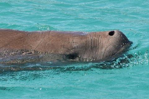 Eco Marine Safari - Boom Netting & Snorkeling Moreton Island - Fortitude Valley - Attractions Melbourne 7