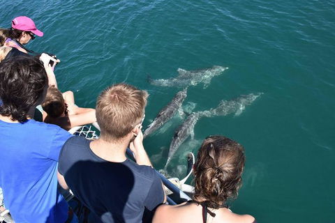 Eco Marine Safari - Boom Netting & Snorkeling Moreton Island - Fortitude Valley - Attractions Melbourne 4