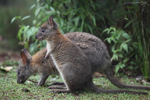 Small-Group 4WD Lamington National Park Day Trip From Brisbane - Attractions Melbourne 1