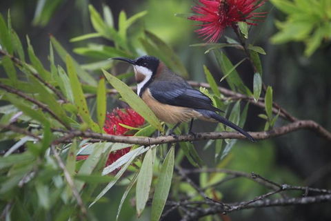 Small-Group 4WD Lamington National Park Day Trip From Brisbane - Attractions Melbourne 4