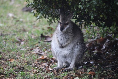 Small-Group 4WD Lamington National Park Day Trip From Brisbane - Attractions Melbourne 3