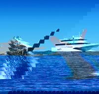 Tangalooma Island Resort Dolphin Viewing Day Cruise with Whale Watching - Attractions Melbourne