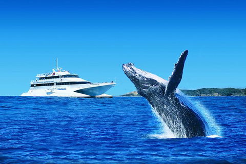 Tangalooma Island Resort Dolphin Viewing Day Cruise With Whale Watching - Attractions Melbourne 0