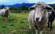 2hr Animal Tour - thumb 1