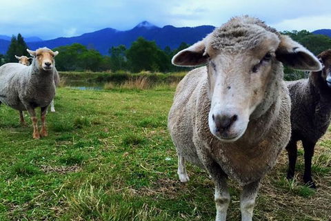 2hr Animal Tour - Attractions Melbourne 1