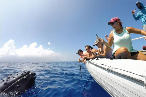 Hervey Bay Ultimate Whale Watching Cruise - Attractions Melbourne 1