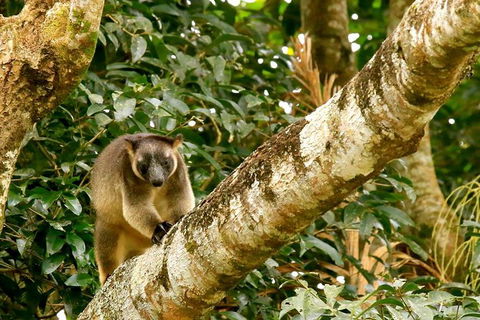 Small-Group Wildlife And Rainforest Tour From Port Douglas - Attractions Melbourne 1