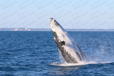 Hervey Bay Whale Watching Cruise - Attractions Melbourne 2