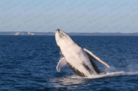 Hervey Bay Whale Watching Cruise - Attractions Melbourne 3