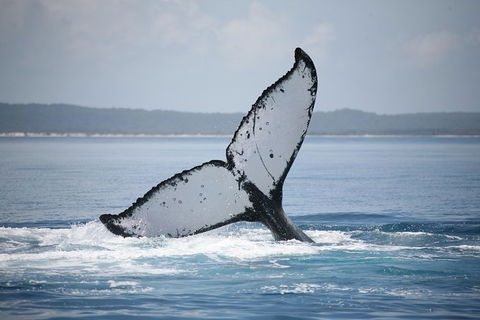 Hervey Bay Whale Watching Cruise - Attractions Melbourne 1