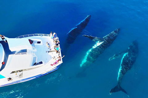 Hervey Bay Whale Watching Cruise - Attractions Melbourne 9