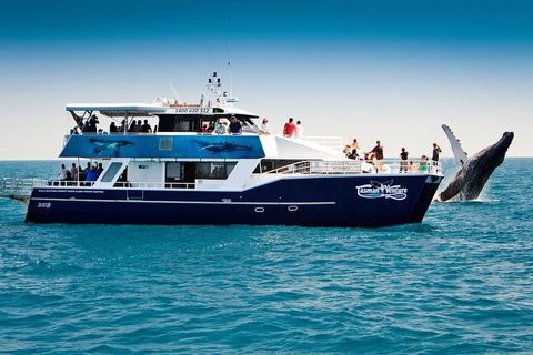 Hervey Bay Whale Watching Cruise - Attractions Melbourne 7