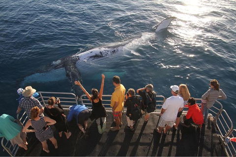 Hervey Bay Whale Watching Cruise - Attractions Melbourne 6