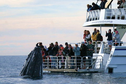 Hervey Bay Whale Watching Cruise - Attractions Melbourne 4
