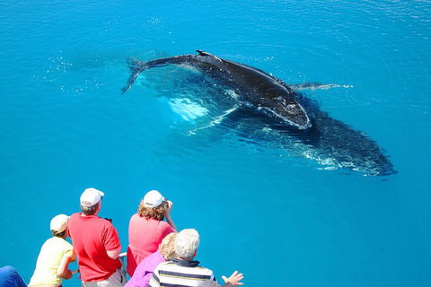 Hervey Bay Whale Watching Cruise - Attractions Melbourne 5