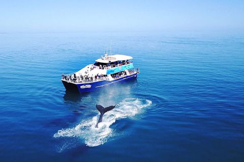 Hervey Bay Whale Watching Cruise - Attractions Melbourne 10