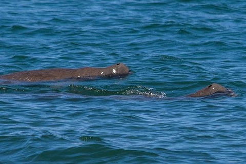 Bribie Island Boat And 4x4 Beach Tour - Attractions Melbourne 4