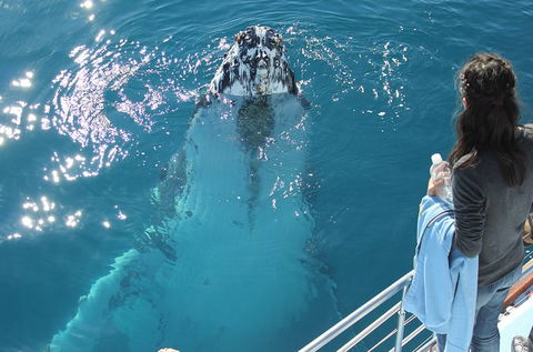Three-Quarter Day Hervey Bay Premium Whale Watching Cruise - Attractions Melbourne 0