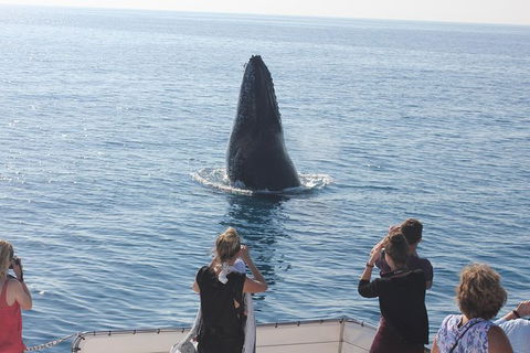 Three-Quarter Day Hervey Bay Premium Whale Watching Cruise - Attractions Melbourne 1