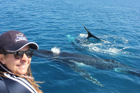Three-Quarter Day Hervey Bay Premium Whale Watching Cruise - Attractions Melbourne 13