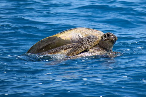 Three-Quarter Day Hervey Bay Premium Whale Watching Cruise - Attractions Melbourne 19