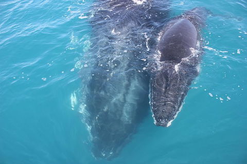 Three-Quarter Day Hervey Bay Premium Whale Watching Cruise - Attractions Melbourne 15