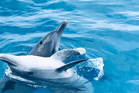 Three-Quarter Day Hervey Bay Premium Whale Watching Cruise - Attractions Melbourne 17