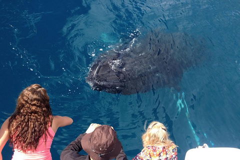 Three-Quarter Day Hervey Bay Premium Whale Watching Cruise - Attractions Melbourne 18