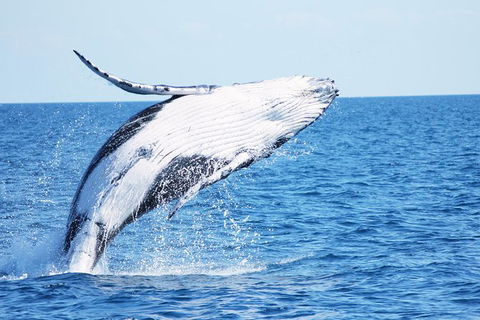Three-Quarter Day Hervey Bay Premium Whale Watching Cruise - Attractions Melbourne 12