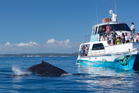 Three-Quarter Day Hervey Bay Premium Whale Watching Cruise - Attractions Melbourne 9