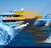 Spirit of Hervey Bay Whale Watching Cruise - Attractions Melbourne