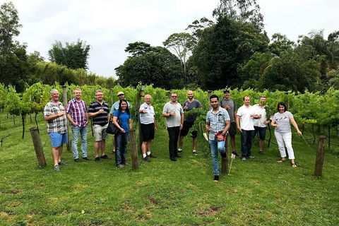 Full Day Mount Tamborine Winery Tour From Brisbane - Attractions Melbourne 0