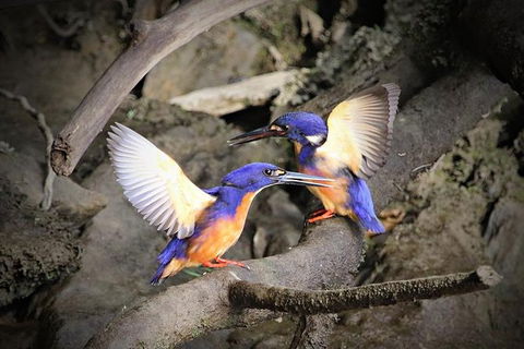 Daintree River Sunset Cruise - Attractions Melbourne 1
