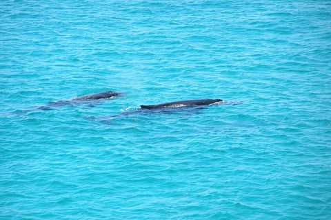 Stradbroke Island 4WD Day Trip From Brisbane - Attractions Melbourne 3