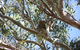 Stradbroke Island 4WD Day Trip From Brisbane - thumb 5