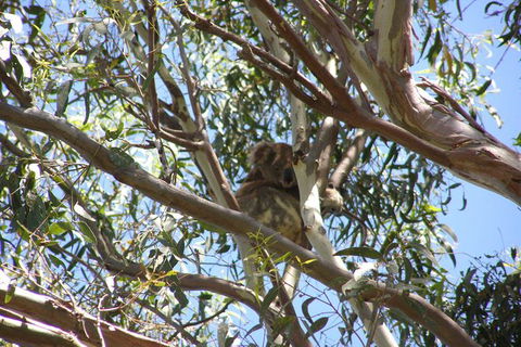 Stradbroke Island 4WD Day Trip From Brisbane - Attractions Melbourne 5