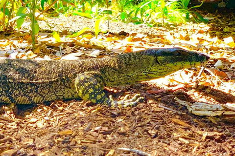 Small-Group 4WD Springbrook National Park Day Trip From Brisbane - Attractions Melbourne 4