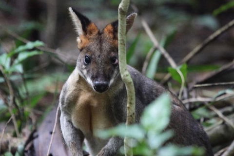 Small-Group 4WD Springbrook National Park Day Trip From Brisbane - Attractions Melbourne 8