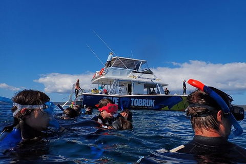 Hervey Bay Whale Swim And Watch - Attractions Melbourne 5