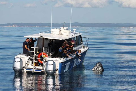 Hervey Bay Whale Swim And Watch - Attractions Melbourne 3