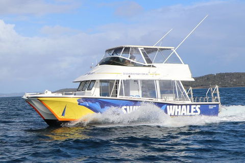 Hervey Bay Whale Swim And Watch - Attractions Melbourne 2