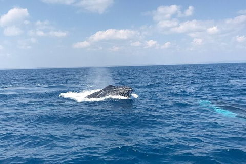 Hervey Bay Whale Swim And Watch - Attractions Melbourne 6