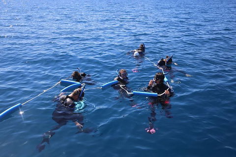 Hervey Bay Whale Swim And Watch - Attractions Melbourne 8