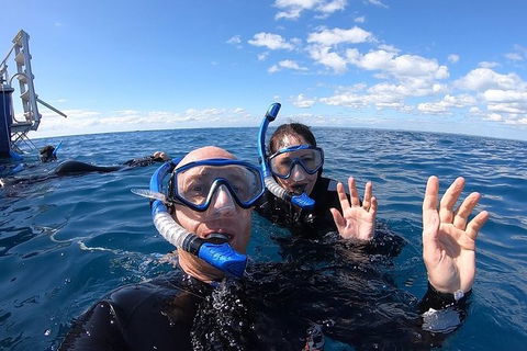 Hervey Bay Whale Swim And Watch - Attractions Melbourne 4